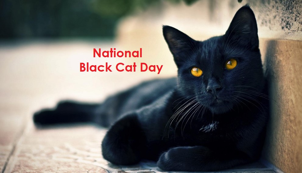 National Black Cat Day