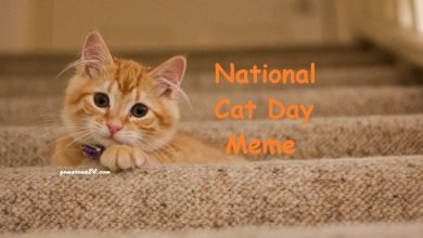 National Cat Day Meme
