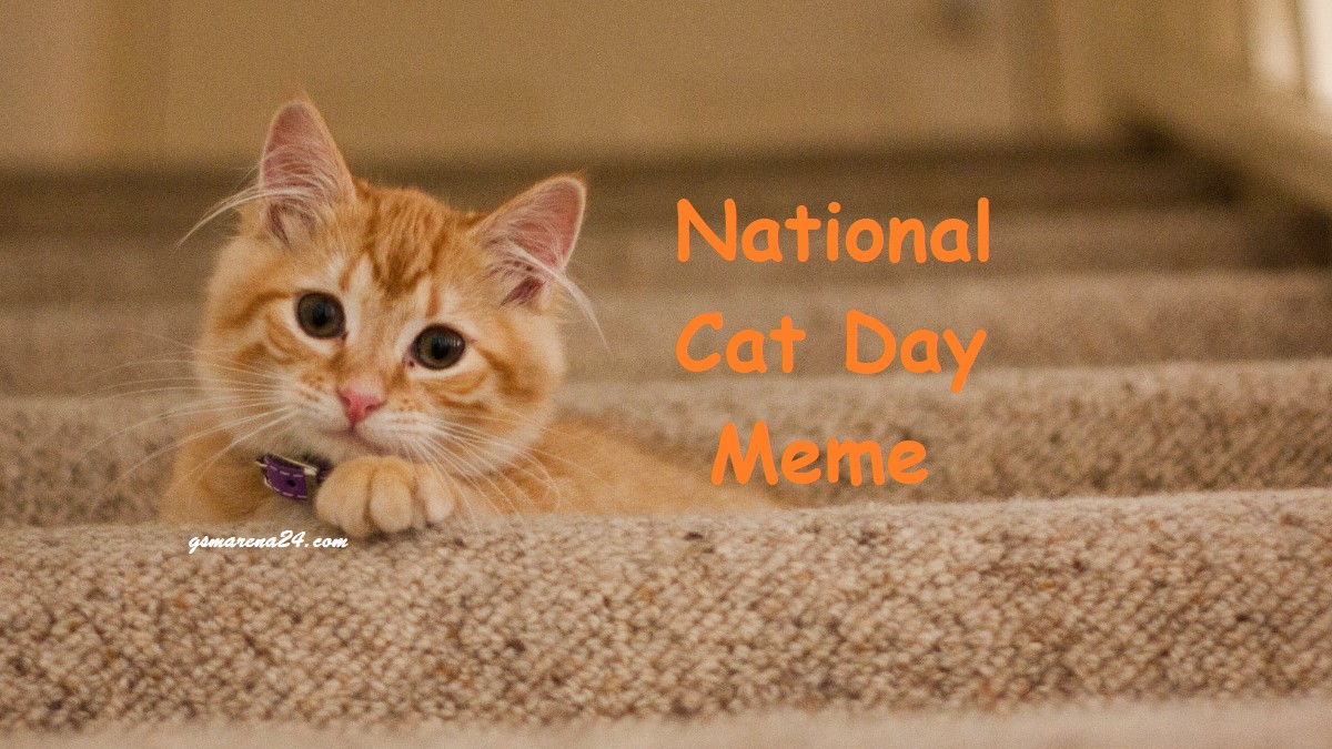 National Cat Day Meme