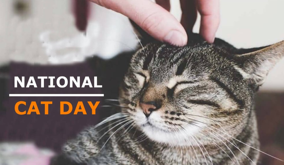 National Cat Day Photos