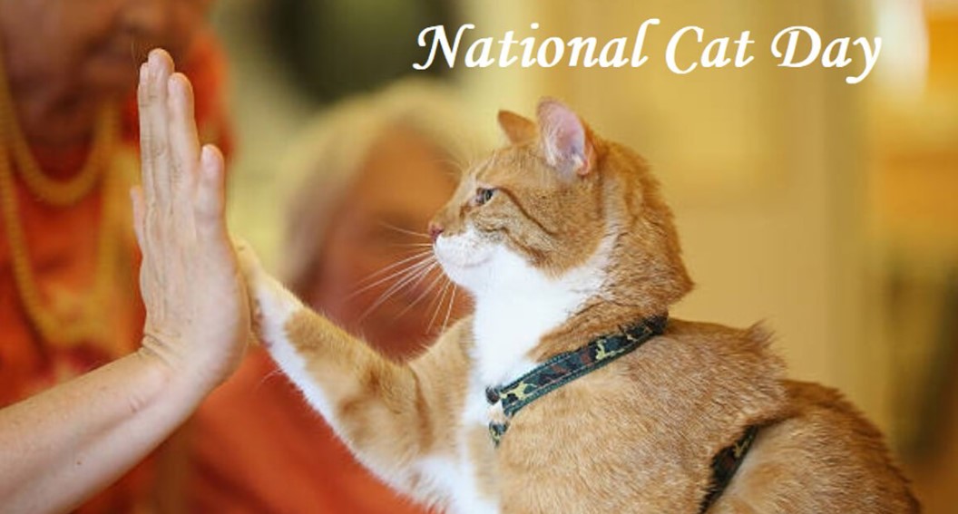 National Cat Day Images Free Download