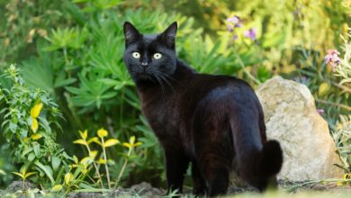 national black cat day 2022