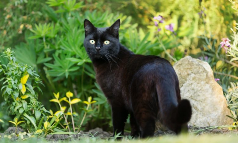 national black cat day 2022